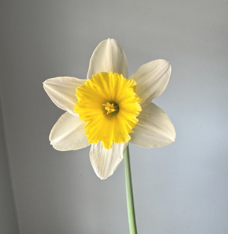 Thumbnail: Narcissus Ice Follies w16