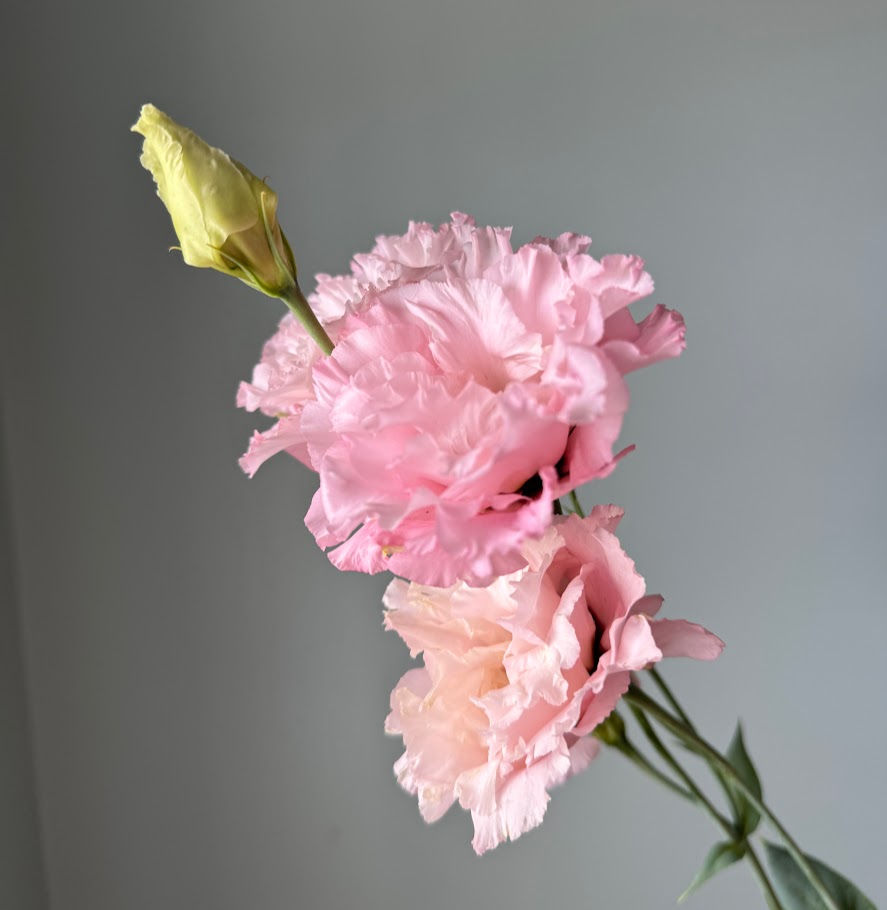 Thumbnail: Lisianthus Celeb 2 Queen, stem
