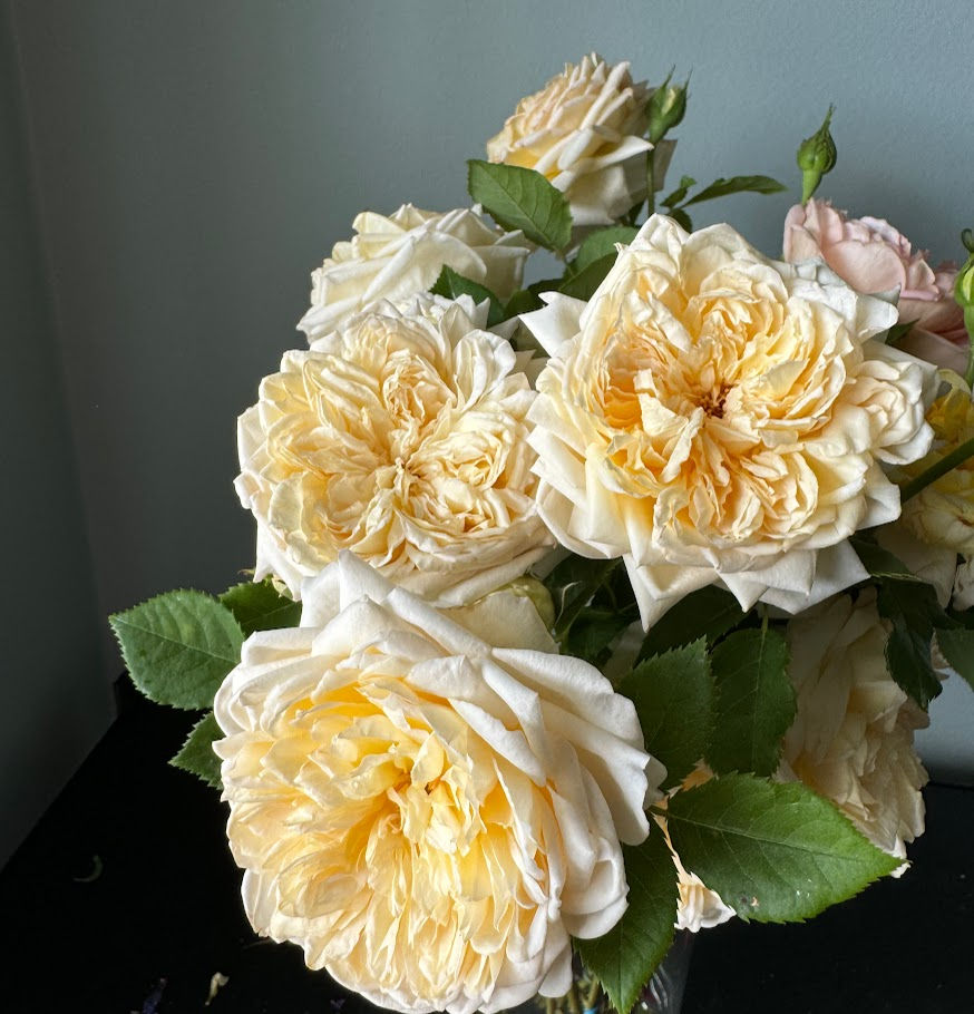 Thumbnail: Garden Rose, Roses Assorted w25