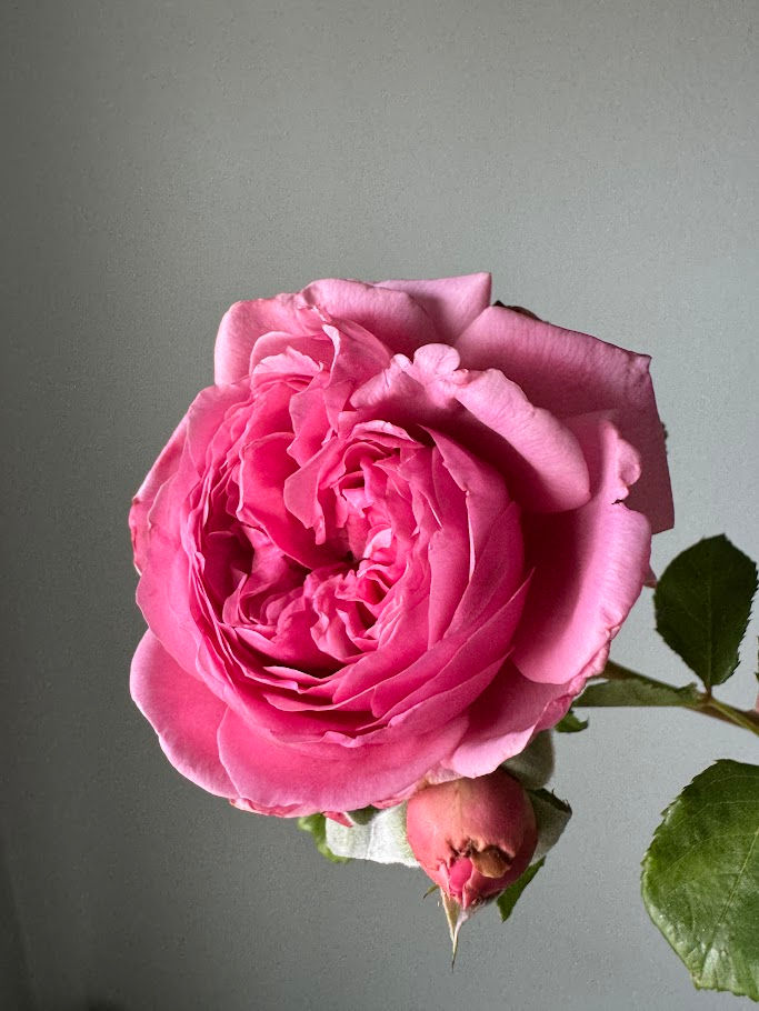 Thumbnail: Garden Rose, David Austin, Princess Alexandra of Kent w25
