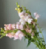 Thumbnail: Snapdragon, Costa Silver w23