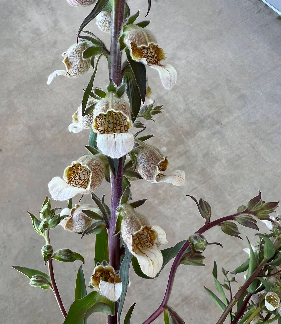 Thumbnail: Foxglove, Cafe Creme w23
