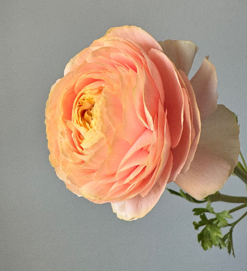 Thumbnail: Ranunculus Half Clone Tango w20