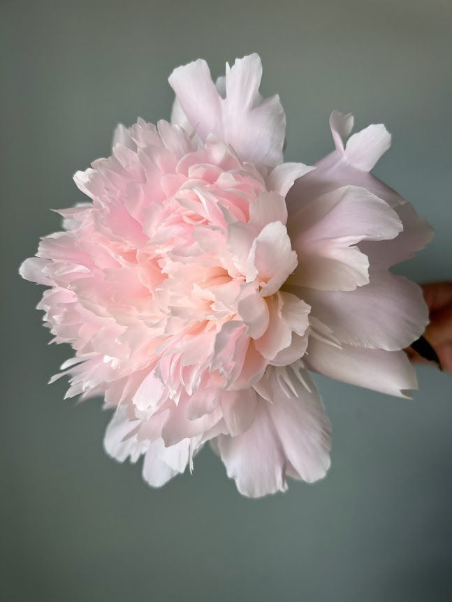 Thumbnail: Peony, Pecher w23