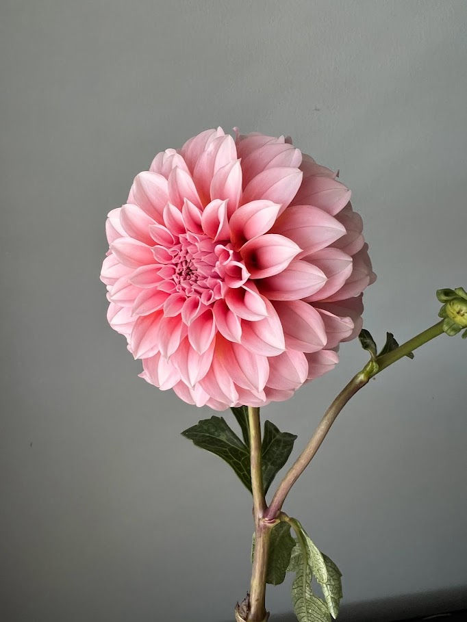 Thumbnail: Dahlia Peaches'n'Cream, stem