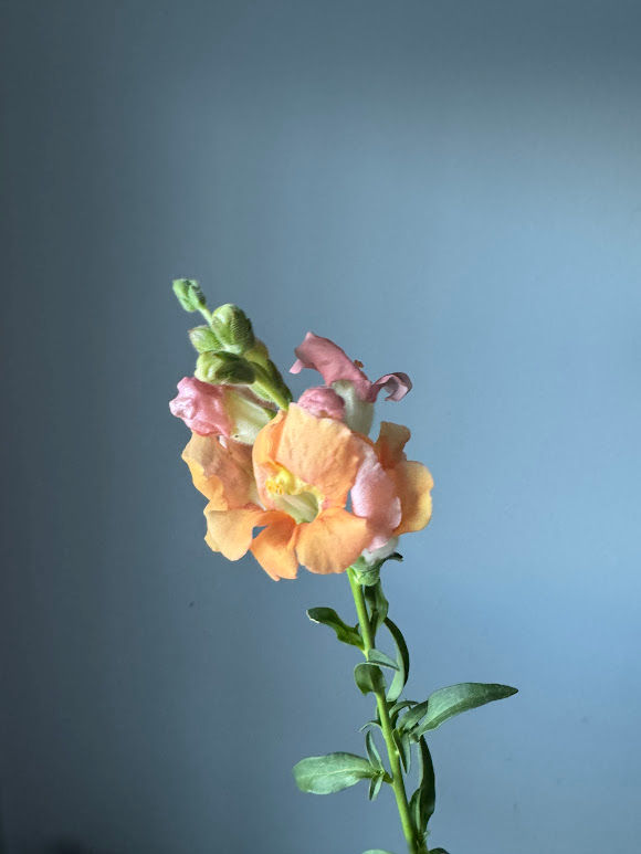 Thumbnail: Snapdragon, Chantilly Light Salmon w27