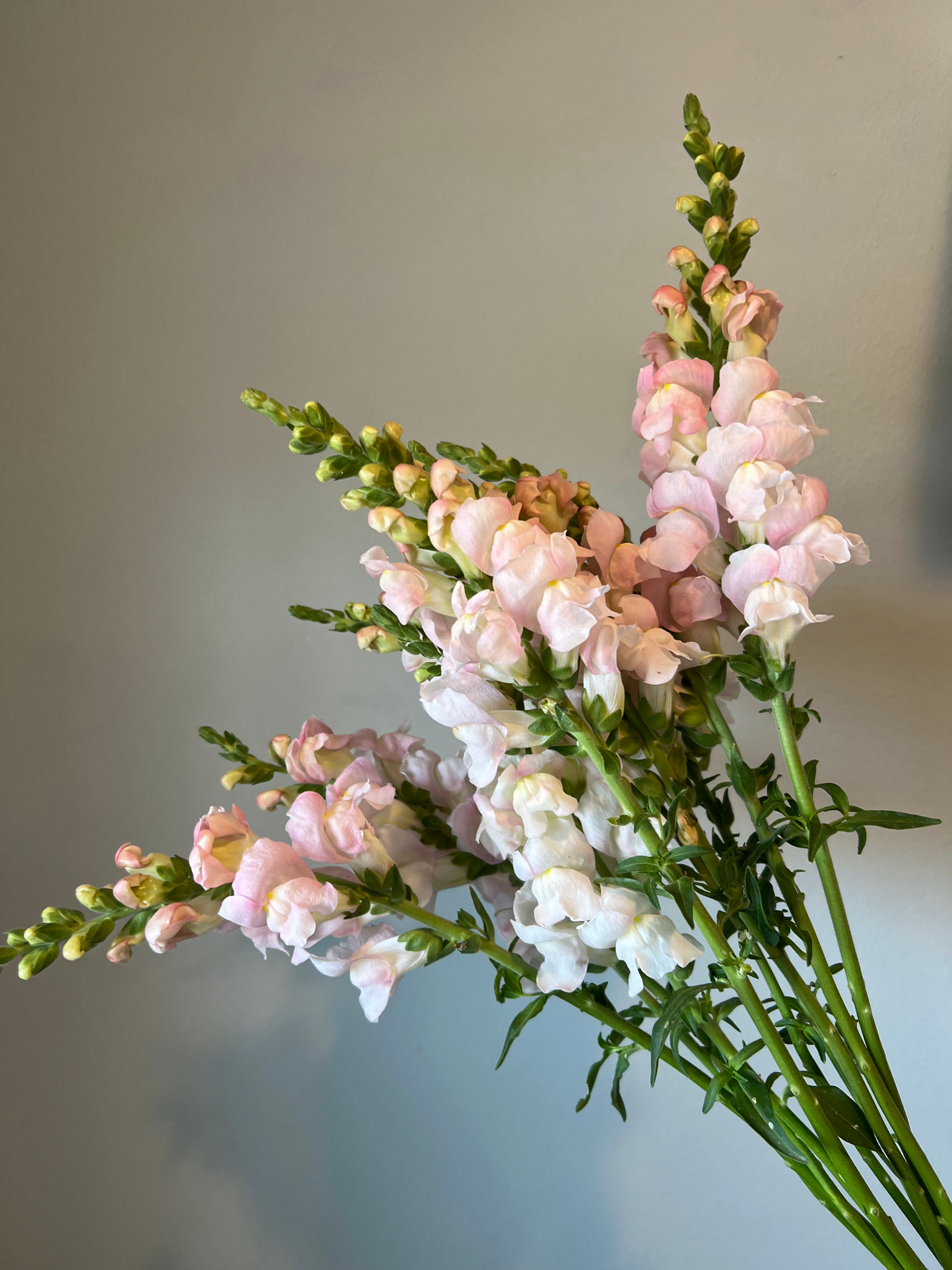 Snapdragon Costa Silver