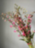 Thumbnail: Penstemon, pink, stem
