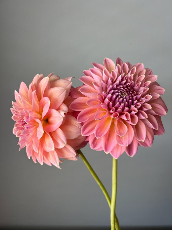 Thumbnail: Dahlia Castle Drive, stem