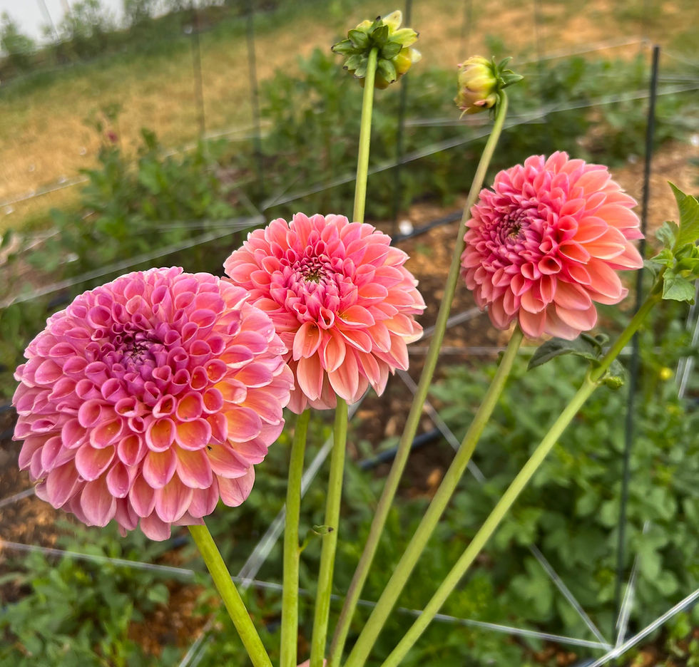 Thumbnail: Dahlia Ball, Linda's Baby w27
