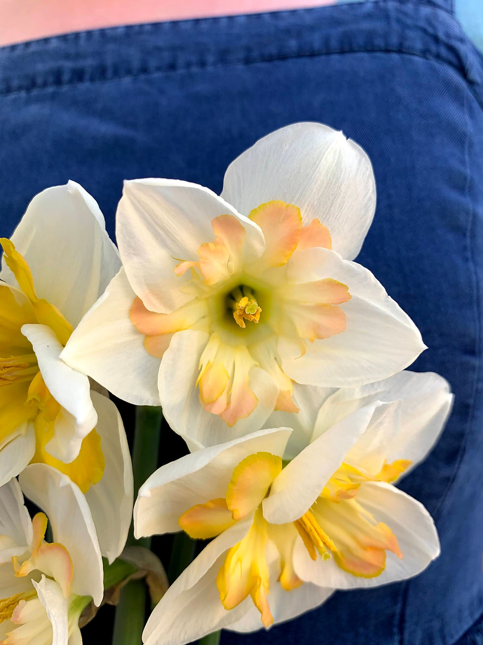 Thumbnail: Narcissus Pink Wonder w15