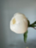 Thumbnail: Peony, Charles White w22