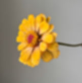 Thumbnail: Zinnia Johnny's Aurora w31