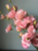 Thumbnail: Lisianthus Arena Apricot, stem
