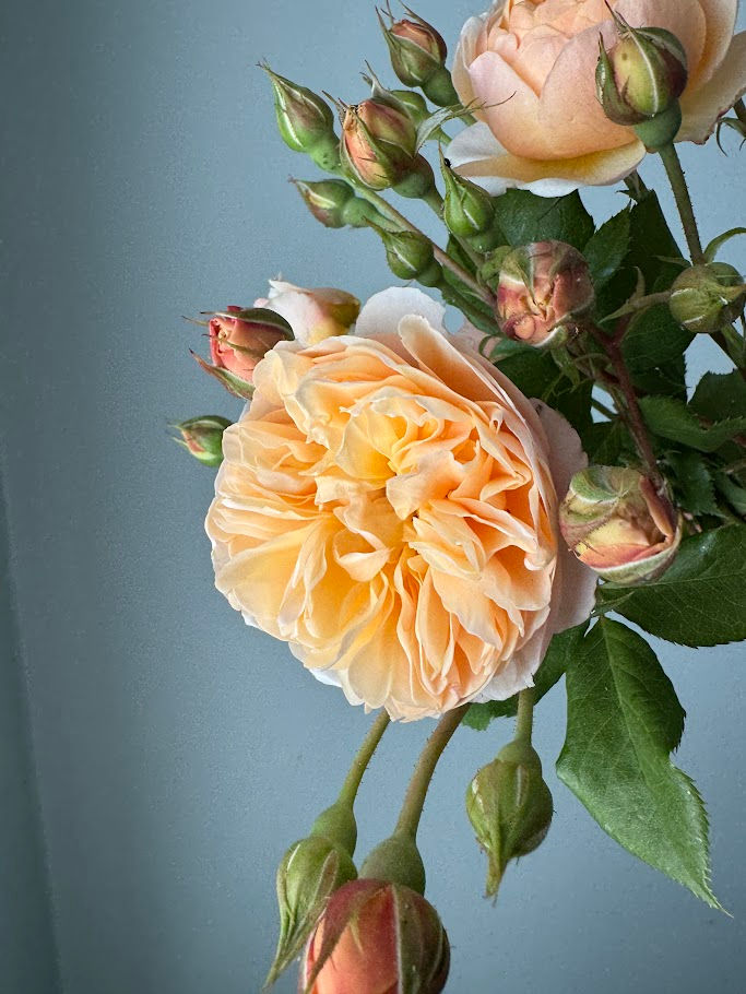 Thumbnail: Garden Rose, Roses Assorted w25