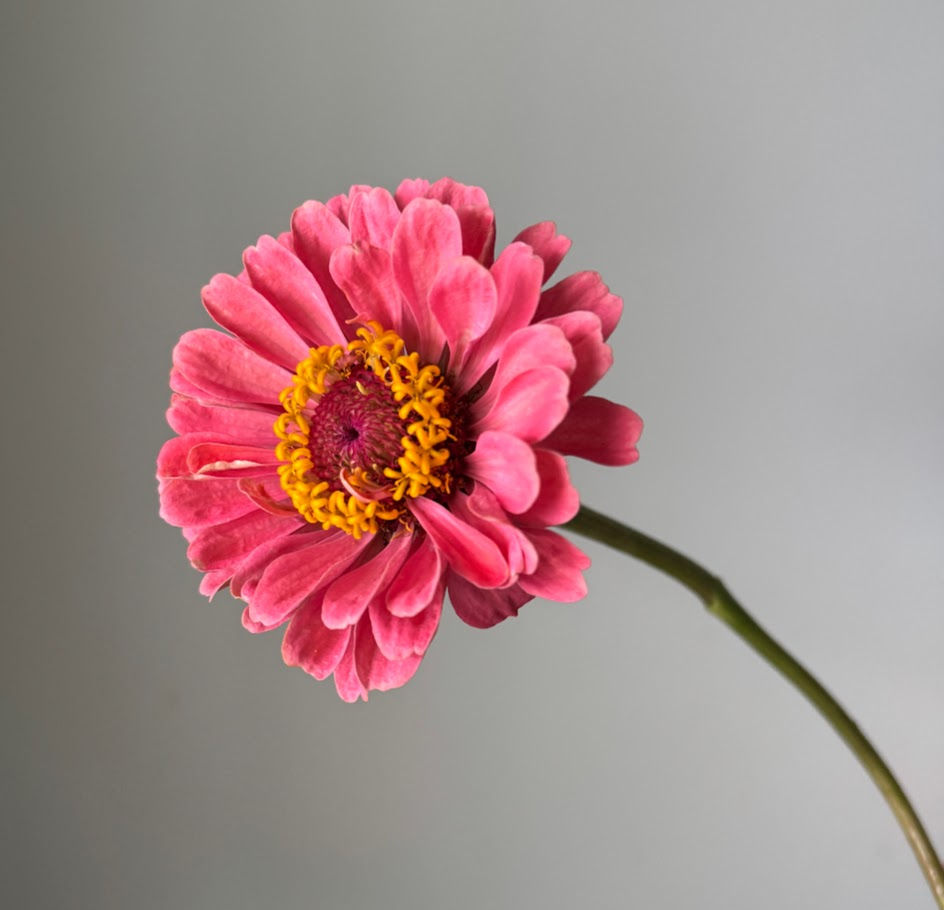 Thumbnail: Zinnia Johnny's Aurora w36