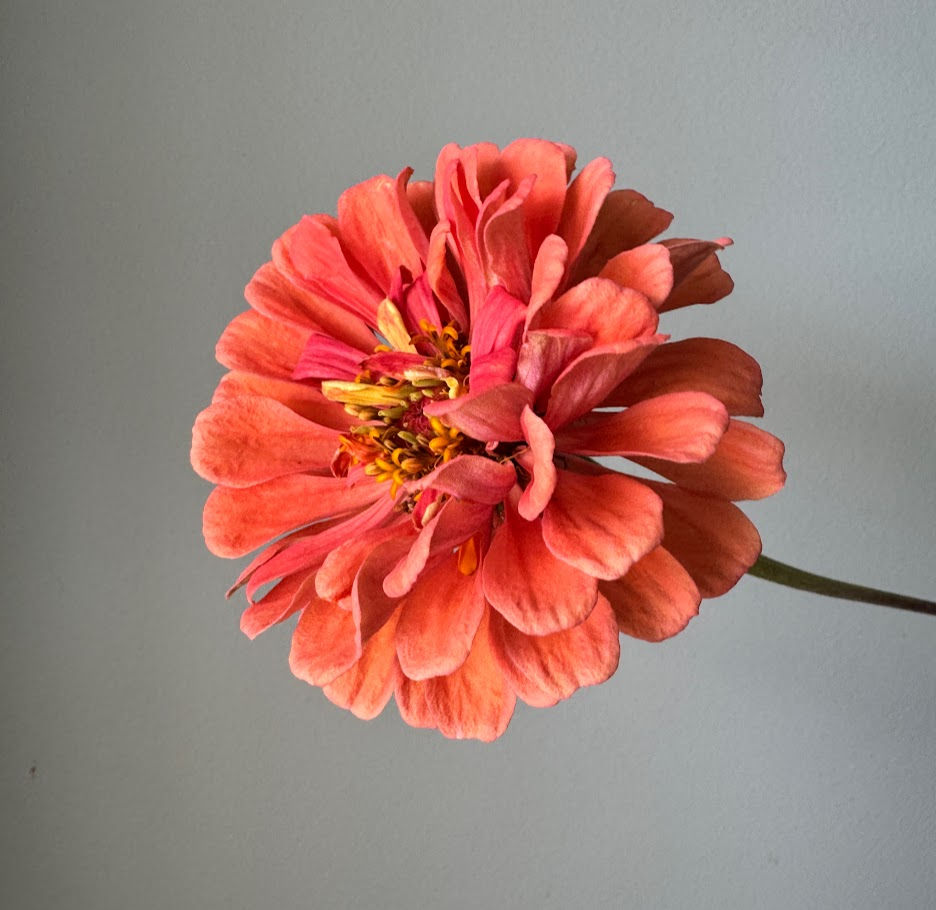 Thumbnail: Zinnia Benary's Giant Salmon Rose w31