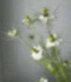 Nigella, White w26