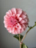 Thumbnail: Dahlia Ball, Peaches'n'Cream w26