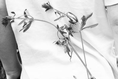 Kleefkruid op een shirt, professionele foodfotografie, persoonlijk project