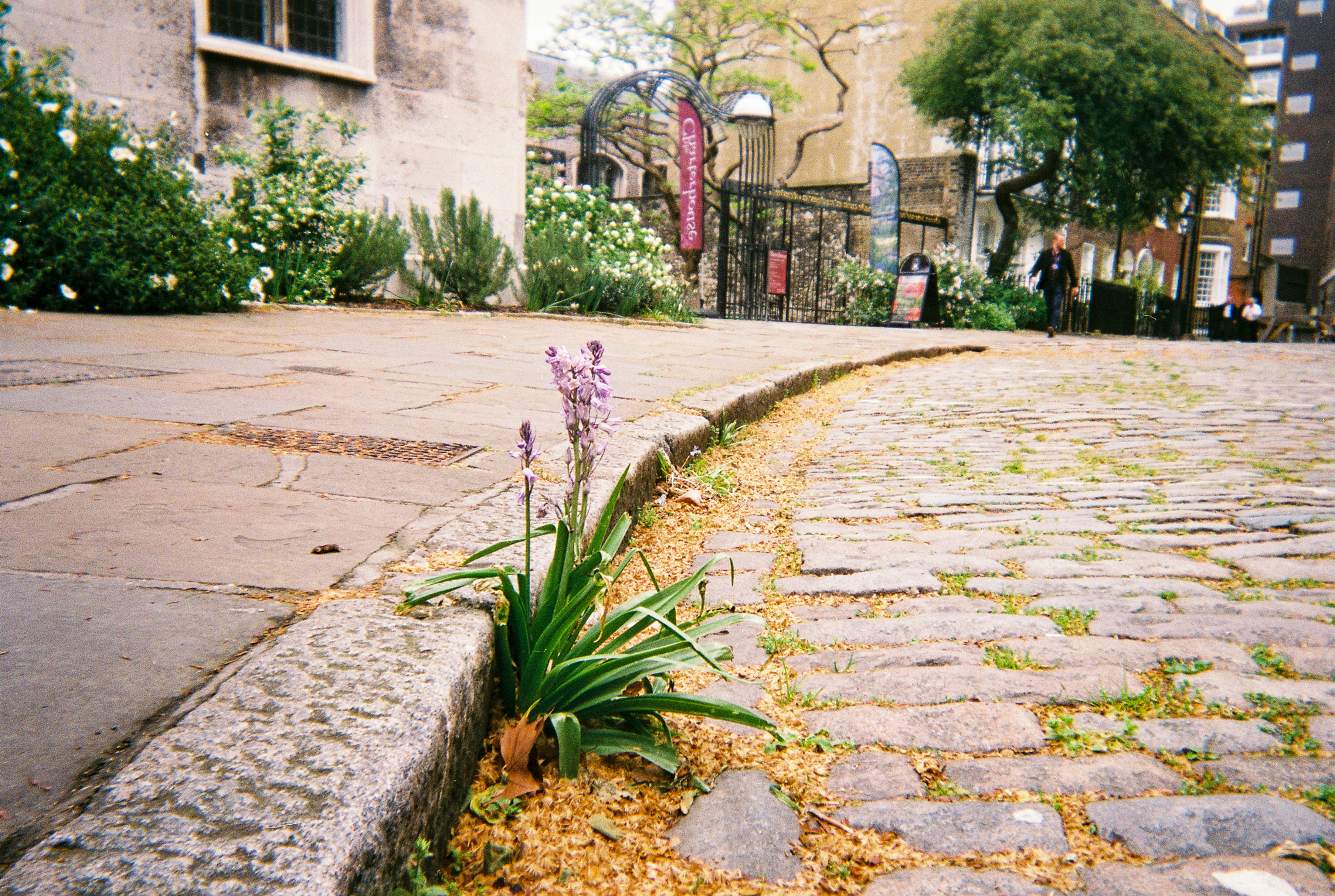 Kerbside Bloom, Charterhouse Square