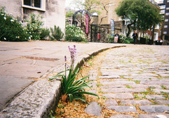 Kerbside Bloom, Charterhouse Square