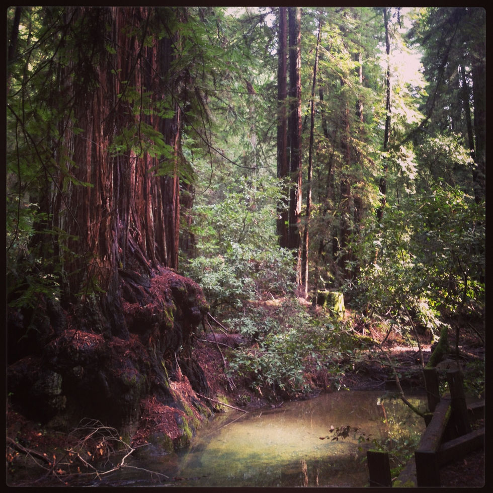 Redwoods daylight