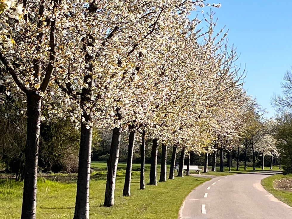 Blühende Kirschbäume entlang einer kleinen Straße