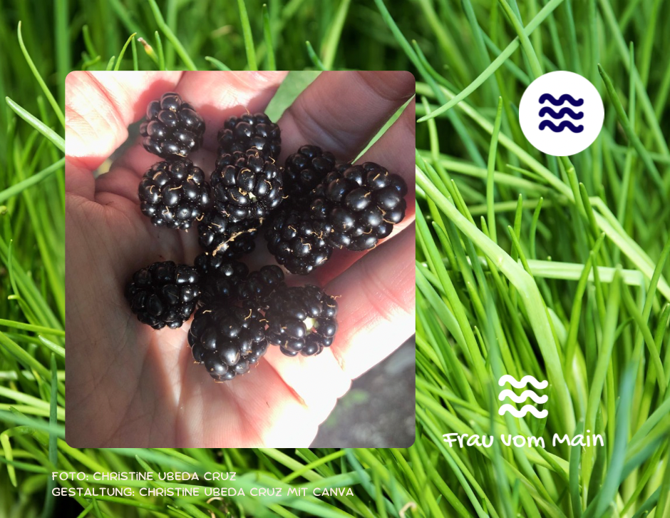 Waldbrombeeren in der Hand