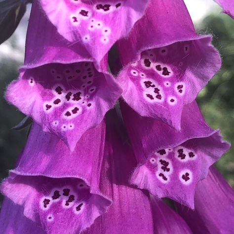 Pinkfarbene Blüten des Fingerhuts