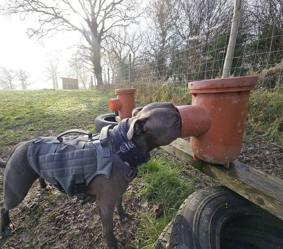 Hugo getting "stuck" into his search