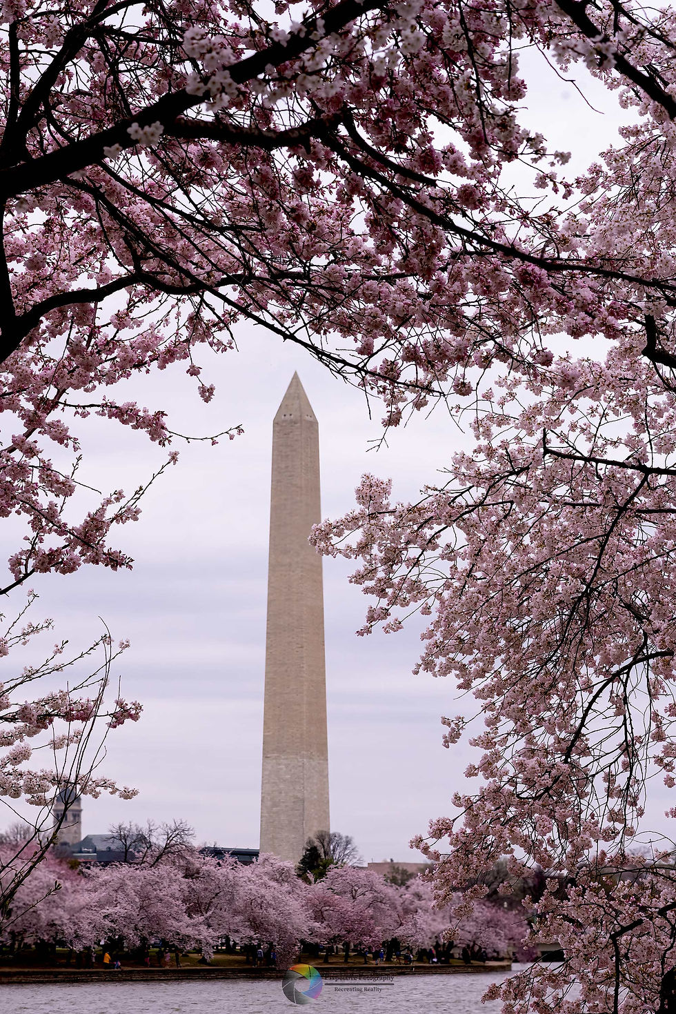 Cherry Blossoms and the Obelisk | Washington D.C