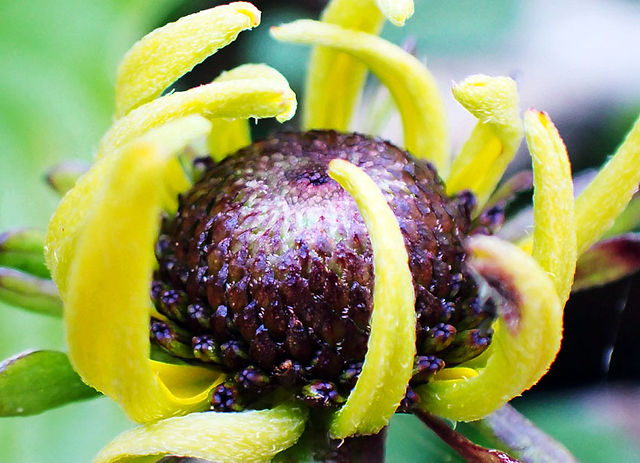 black-eyed susan bud starting to open