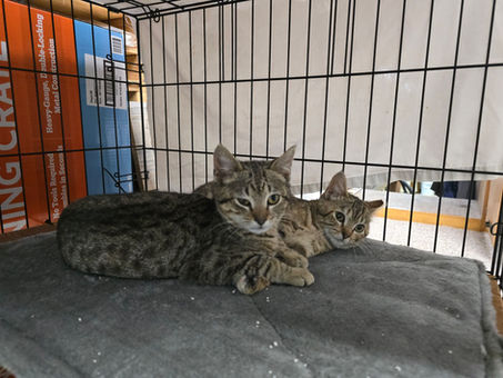two cats on a blanket