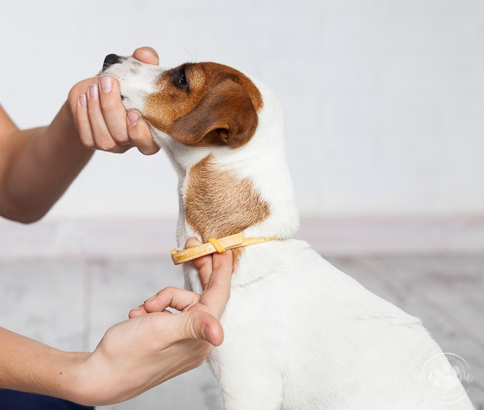 Person checks the size of a small dog's collar.