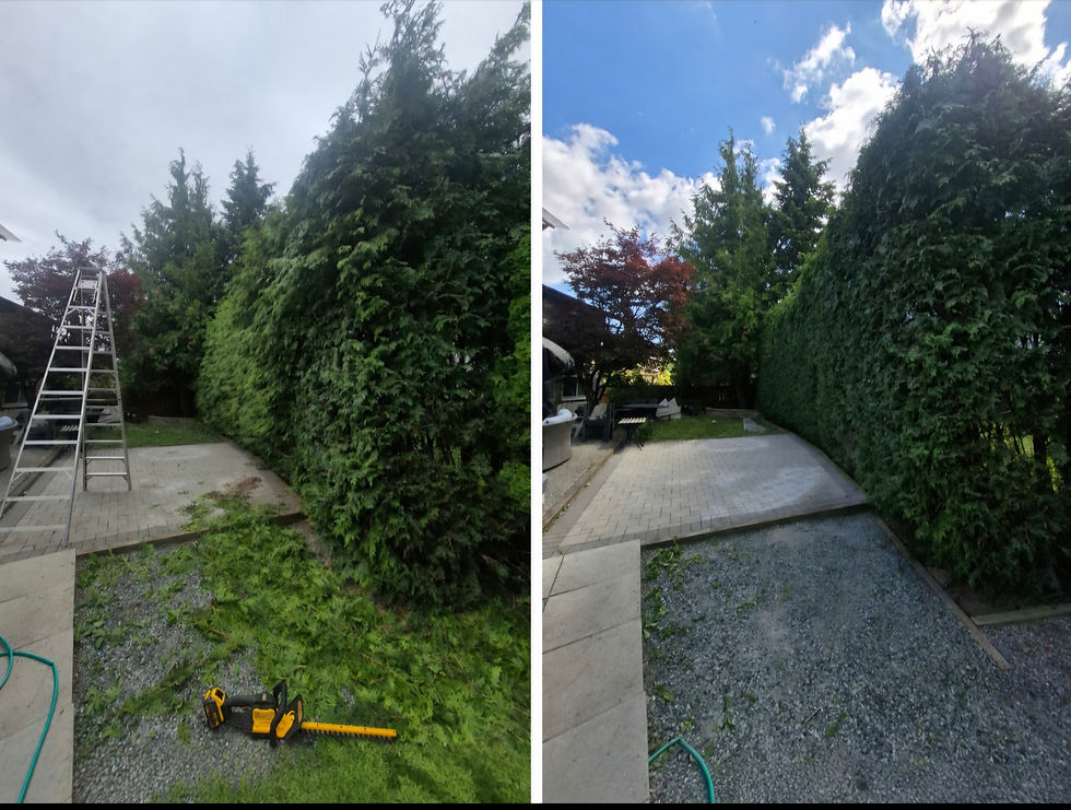 Hedge Trimming