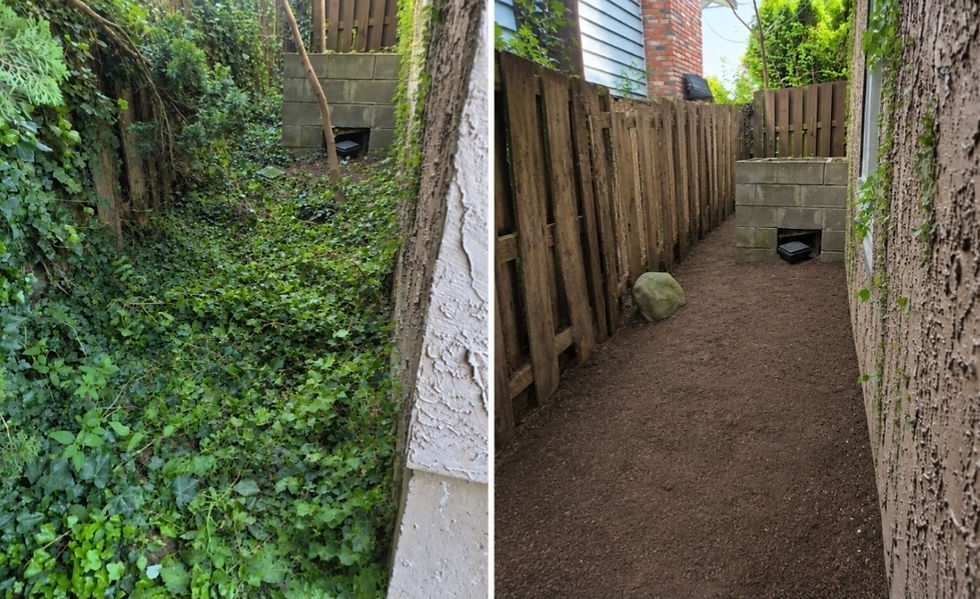 Ivy removal and clean up