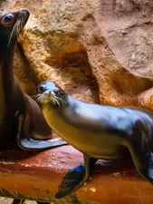 Sea Lions show in Loro Park Tenerife