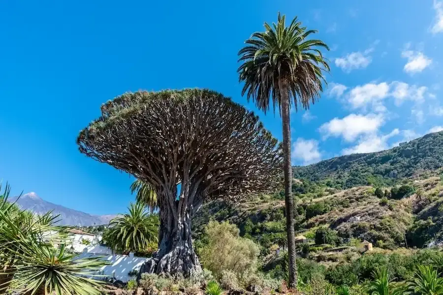 Private Tenerife Tour