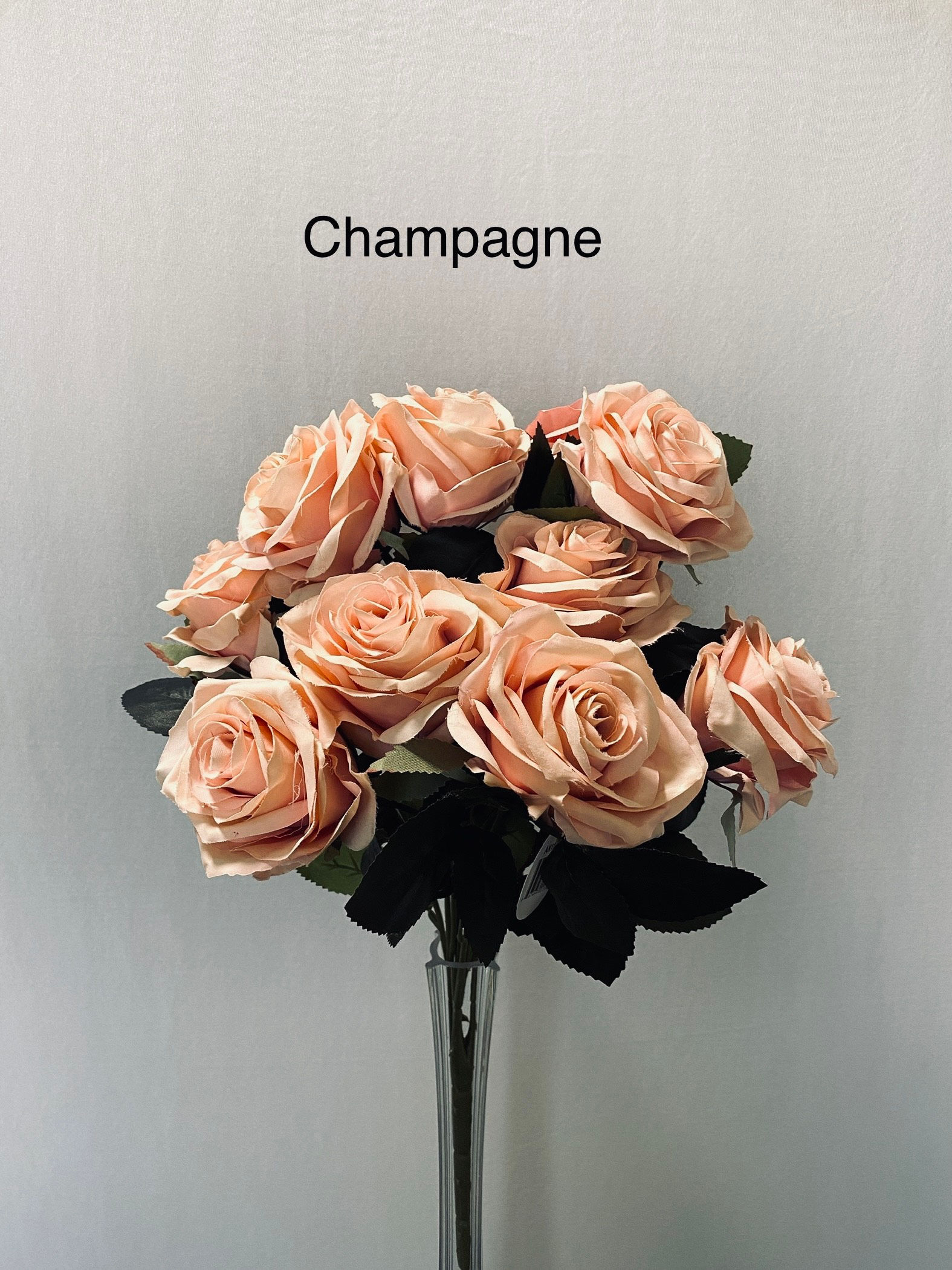 #10004-Champagne Rose Bush x 10 $7.95