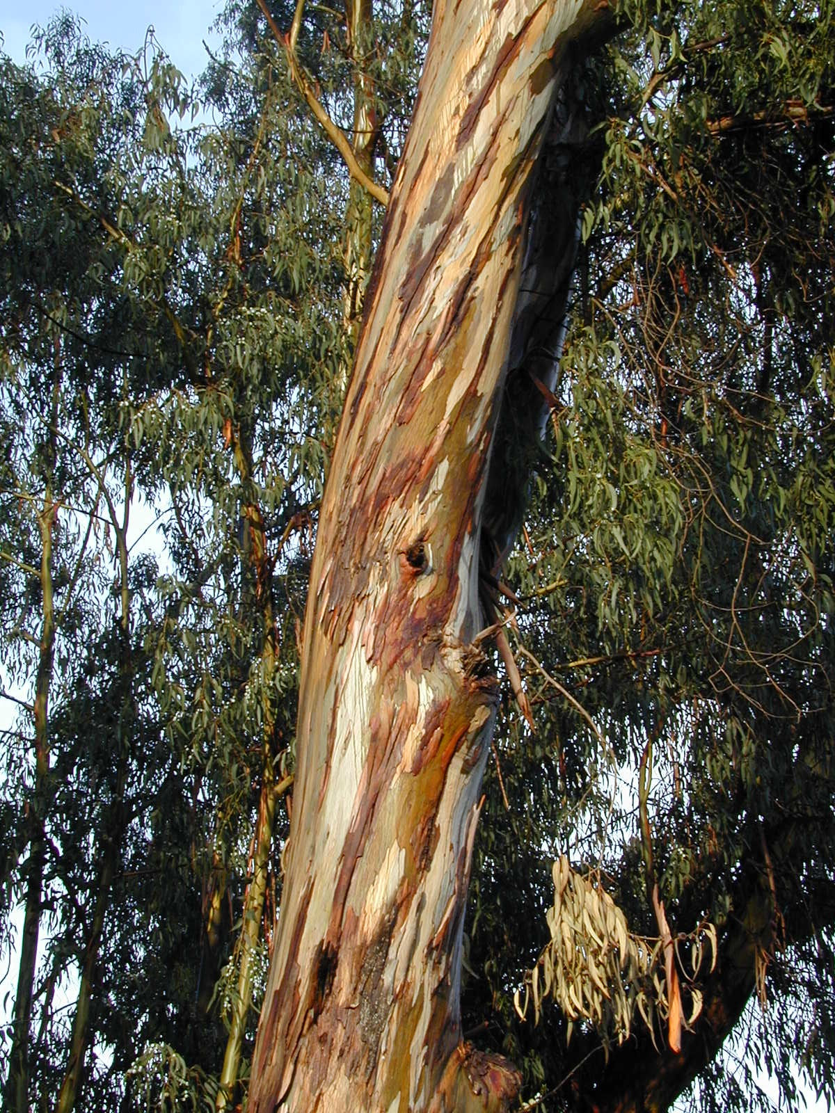 Eucalyptus Leaf