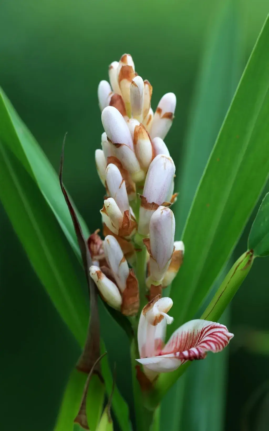 Cardamom Pods