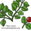 Thumbnail: Partridge Berry (Squaw Vine)