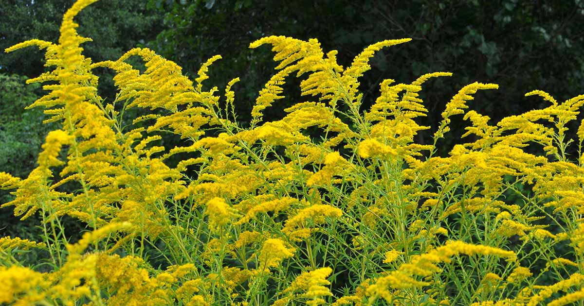 Goldenrod