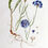 Thumbnail:  Cornflowers, organic 