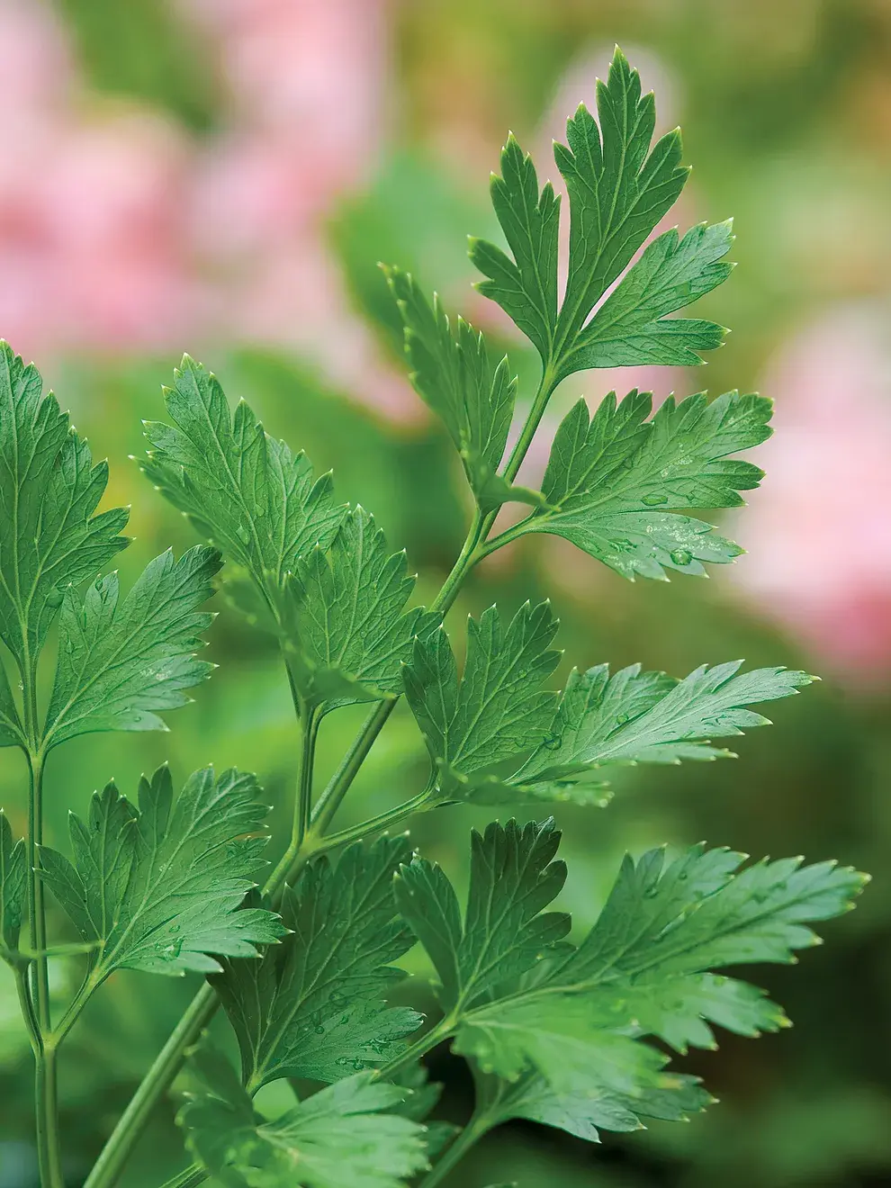 Parsley Leaf