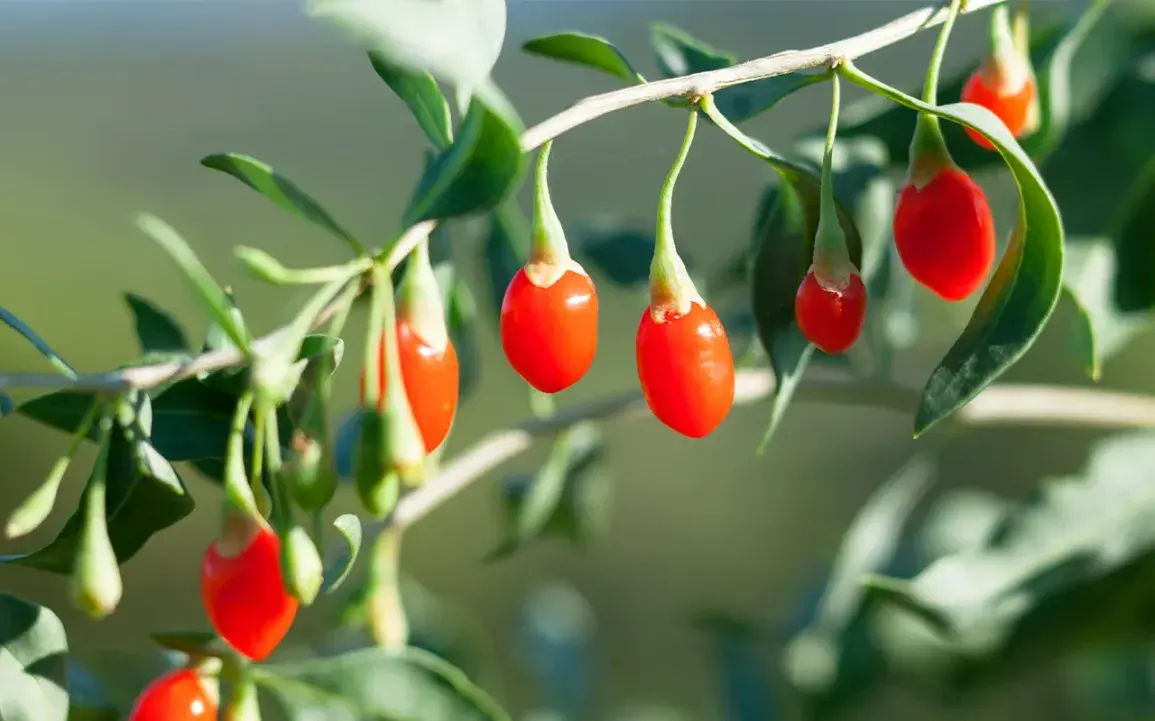 Goji Berry (Lycii)