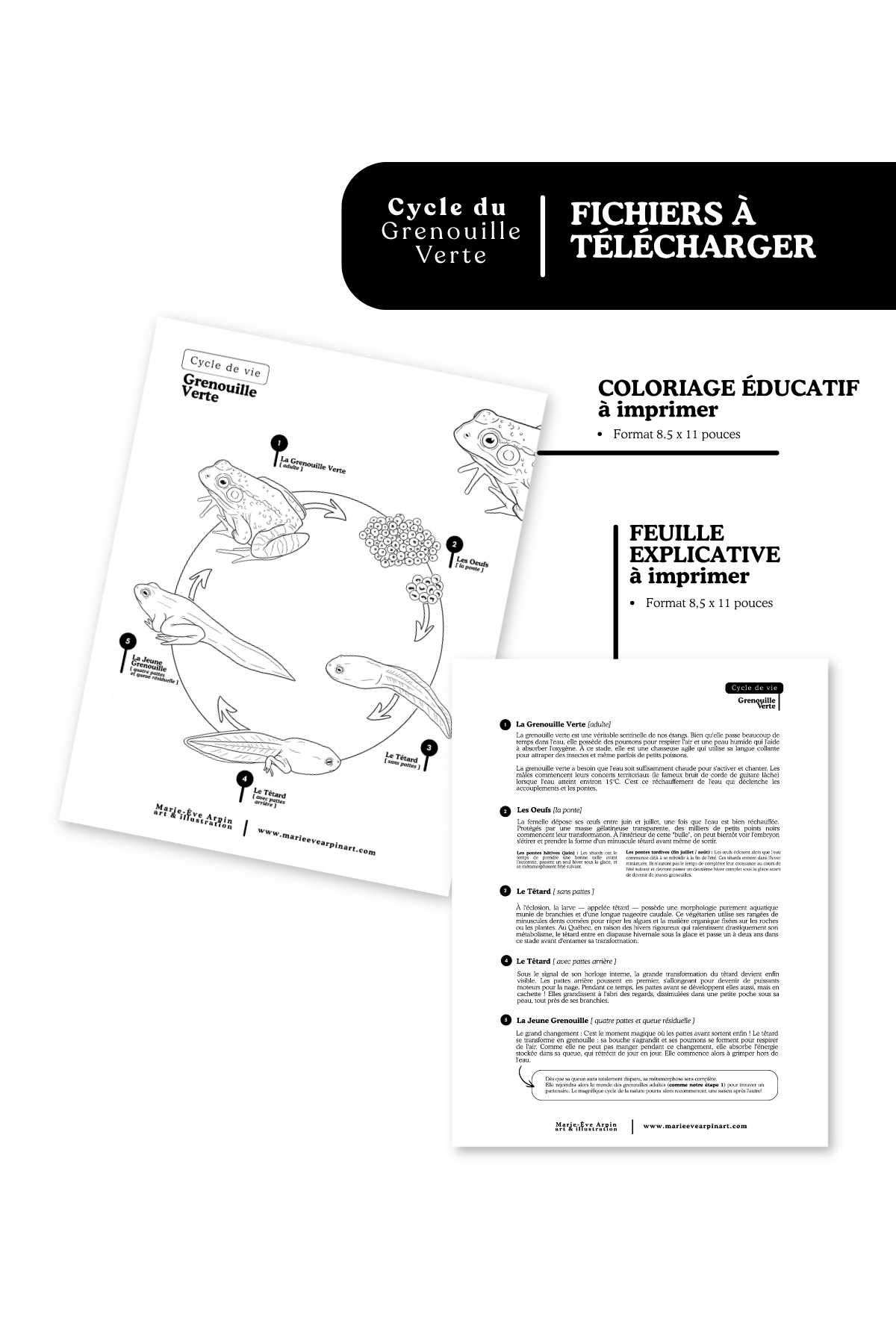 DIGITAL Kit - Green Frog Life Cycle [PRINTABLE]
