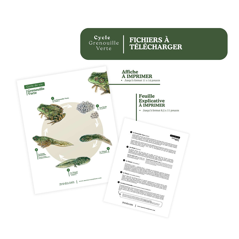 Miniature : Ensemble Numérique  – Le Cycle de la Grenouille Verte [ À IMPRIMER ]
