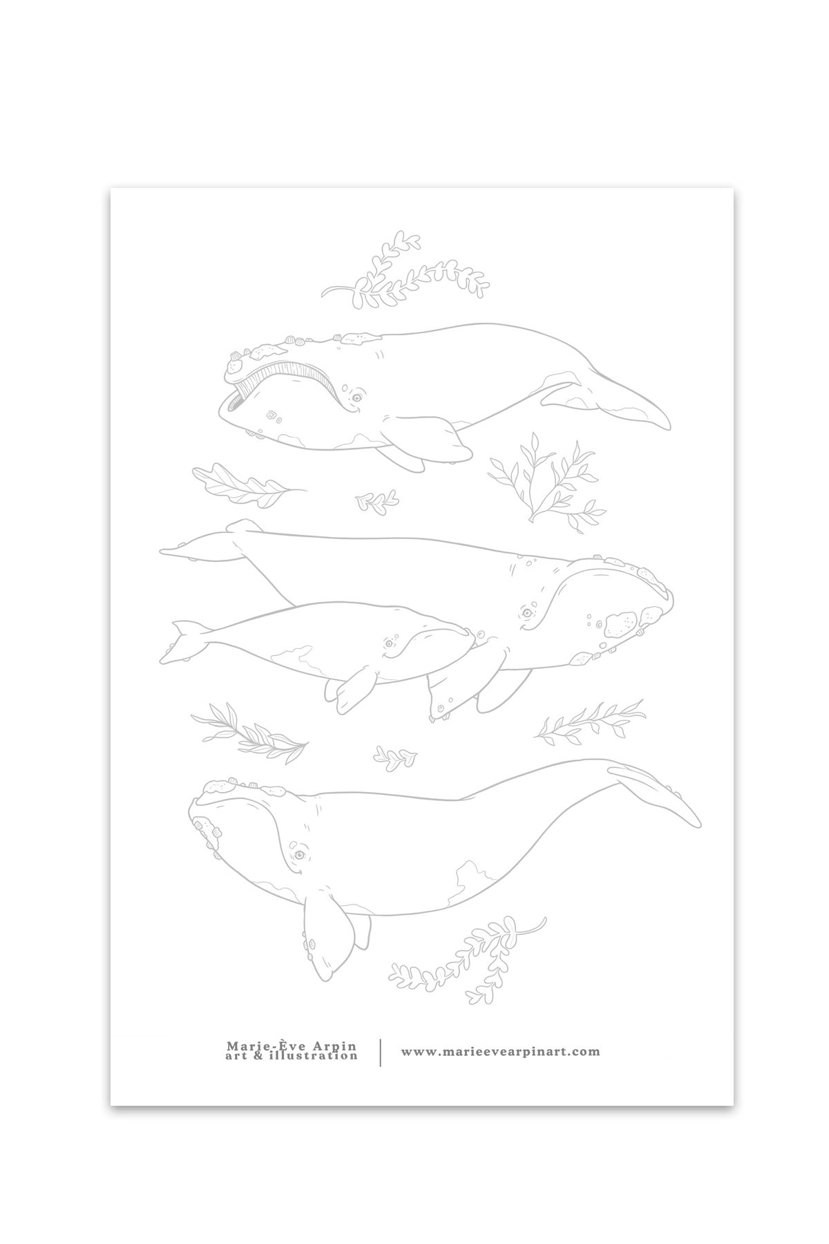 Modèle à PEINDRE - Les Baleines Franches